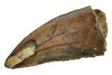 Serrated, Raptor Tooth - Real Dinosaur Tooth #186127-1